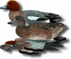 EUROPEAN WIGEON