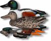  NORTHERN SHOVELER